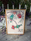 Parrots